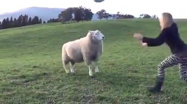 Playing ball with sheep, sheep, ball, play, animals pets.