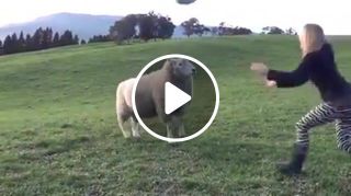 Playing ball with sheep