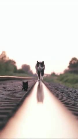 Railway nightcat, nightcall, kavinsky, cat, animals pets.