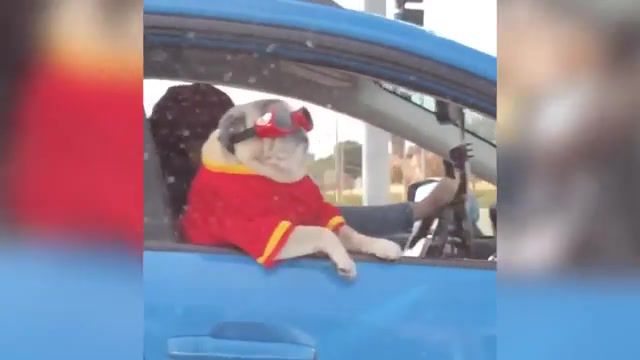 Really Cool Pug, Dog, Funny Dog, Doggo, Summer Dog, Coolest Dog, Cool Dog, Try Not To Laugh, Compilation, Cute, Pet, Pets, Funniest, Laugh, Cat, Funny Animals, Dogs Funny, Animals Pets