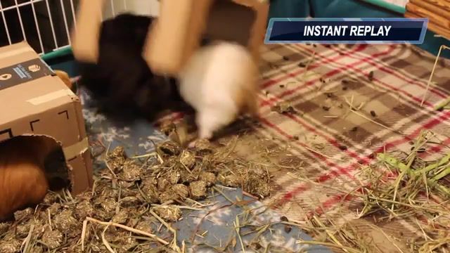 Ridiculous guinea pig fight, animals pets.