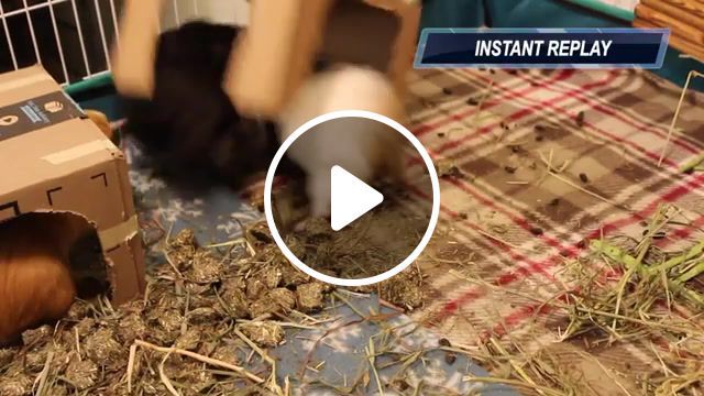 Ridiculous guinea pig fight, animals pets. #0