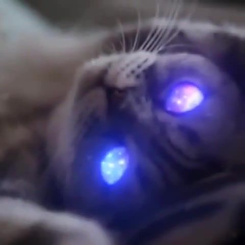 Space Eyes Cat, Cat, Space, Eyes, Eye, Music, Relax, Animals Pets