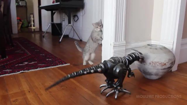 The cat who sold the world, Funny Cat, Kitty, Kitten, Cats, Kittens, Play, Playing, Cat, Maya The Cat, Toy Robot, Toy Dinosaur, Dinosaur, Robot Dinosaur, Spooked, Scary, Cat Fail, Cute, Cute Cat, For Kids, Cat Vs Dino, Moulfrit Productions, Cat Afraid Of Toy Dinausor, Cat Spooked, Alexis Biolley, Cat Scared Of Toy Dinausor, Cat Plays With Toy Dinosaur, Wowwee Roboraptor, Funny Cats, David, Bowie, Davidbowie, Animals Pets