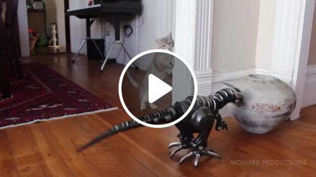 The cat who sold the world, funny cat, kitty, kitten, cats, kittens, play, playing, cat, maya the cat, toy robot, toy dinosaur, dinosaur, robot dinosaur, spooked, scary, cat fail, cute, cute cat, for kids, cat vs dino, moulfrit productions, cat afraid of toy dinausor, cat spooked, alexis biolley, cat scared of toy dinausor, cat plays with toy dinosaur, wowwee roboraptor, funny cats, david, bowie, davidbowie, animals pets. #0