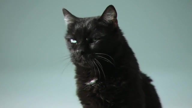 What do you want human x3, Cat, Kitty, Serious Cat, Black Cat, Radio, Funny Cat, Phill Collins, Animals Pets