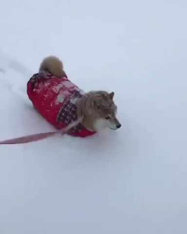 Winter - Video & GIFs | sinnerman nina simone,cute,dog,shibainu,animals pets