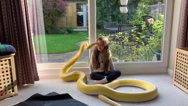 16ft Reticulated Python head boop - Video & GIFs | snake,kiss,16 feet 487 centimeters,little girl,python,animals pets