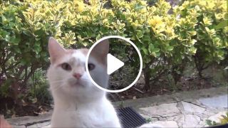 Cat asking for food by staring