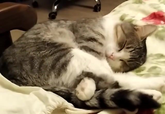 Cat sleeps tail whips, Animals Pets