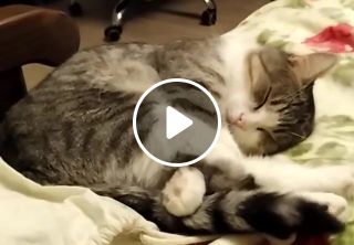 Cat sleeps tail whips