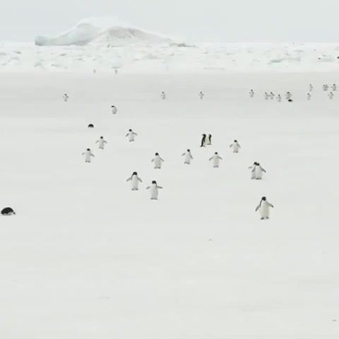 Come dance with me - Video & GIFs | cute penguins,man on fire edward sharpe and the magnetic zeros,i just like this song,the penguin marathon,penguins,and love penguins,animals pets