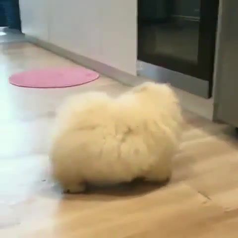 Cuteness overload, cuteness overload, chow chow, dog, cute dog, oof, lovely, instagram, cuteness, chow, animals pets.
