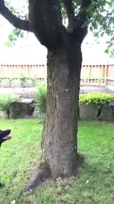 Dog and squirrel play catch around a tree