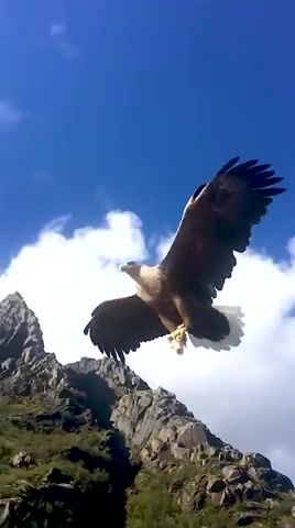 Eagle catching flyfish in lofoten, norway, life, love, nature, fish, eagle, omg, wtf, wow, animals pets.