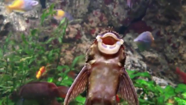 Fish rap - Video & GIFs | animals pets