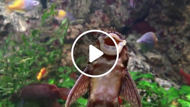 Fish rap, animals pets. #0