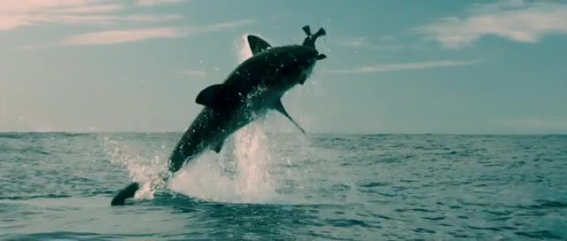 Flying Shark, Movie Scene, Seal, Ocean, Shark Swimming In The Ocean, Olivier Martinez, Halle Berry, Sharks, Shark, Dark Tide, Animals Pets