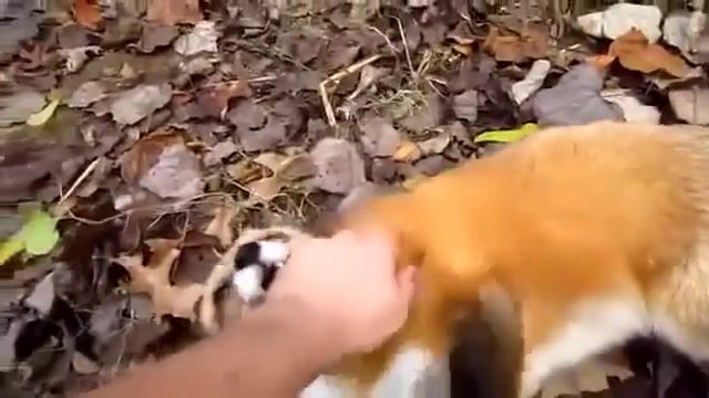 Fox gives some love to a human, clearforman, ohh wee, mimimi, so unreal, warm, autumn, nature, weasel, animals, fox, love, forest, dream, depeche mode, human, animals pets.