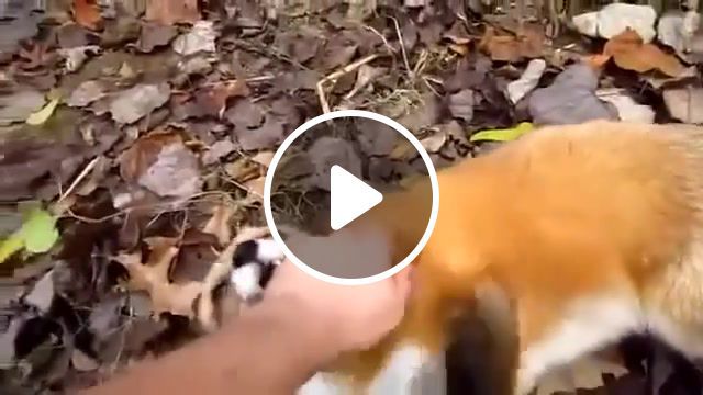 Fox gives some love to a human, clearforman, ohh wee, mimimi, so unreal, warm, autumn, nature, weasel, animals, fox, love, forest, dream, depeche mode, human, animals pets. #0