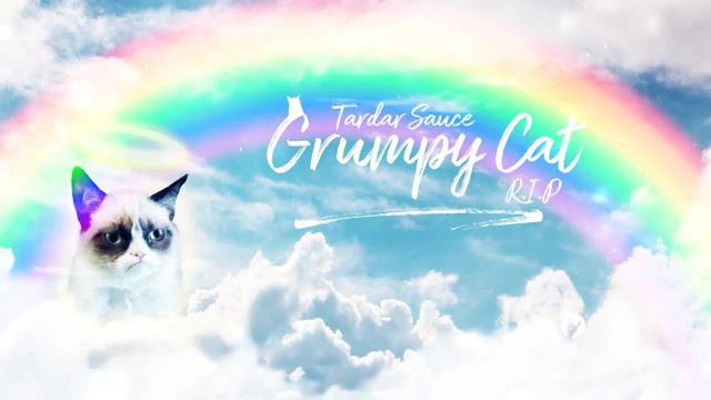 Goodbye Grumpy cat. Thanks for the amazing memes r. I. P - Video & GIFs | cat,animal,pet,memes,grumpy cat,animals pets