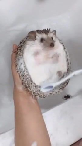 Hedgehog washes, hedgehog, e, animals pets.