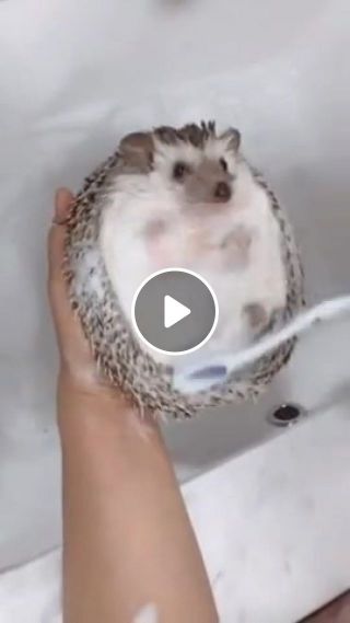 Hedgehog washes