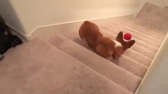 Let's try again you can, free, kid, baby, small, stairs, eleprimer, fun, clip, animal, zoo, red, ball, rush, try, omg, ifunny, funny, run, benny hill, benny, dog, animals pets.