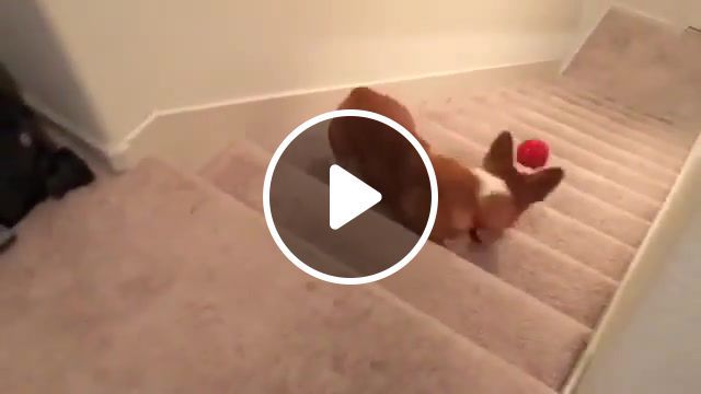 Let's try again you can, free, kid, baby, small, stairs, eleprimer, fun, clip, animal, zoo, red, ball, rush, try, omg, ifunny, funny, run, benny hill, benny, dog, animals pets. #0