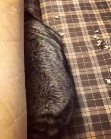 Mischievous raccoon gets caught and turns away in shame, animals pets.