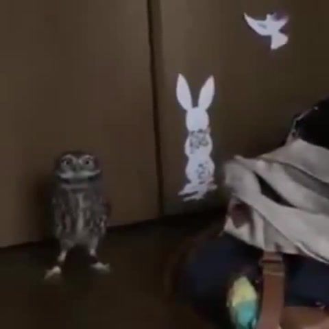 Owl are okay, smooth criminal, michael jackson, owl, animals pets.