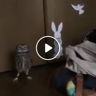 Owl are okay