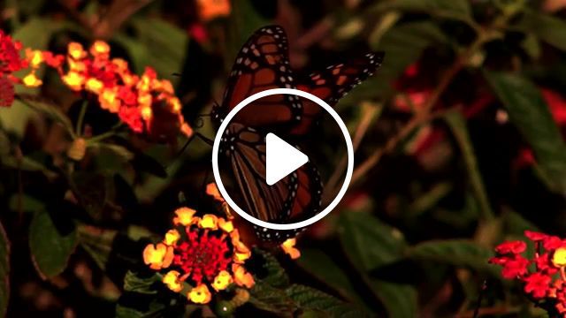 Pretty insect, butterfly, animals pets. #0