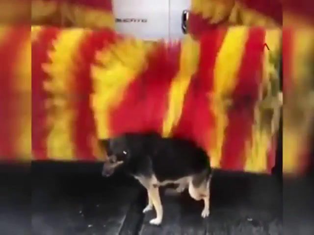 Smart dog using car washing, Dog, Animals Pets