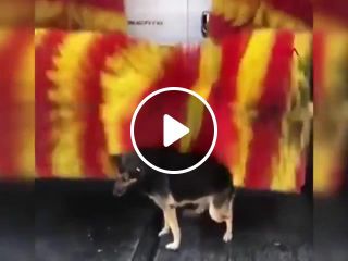 Smart dog using car washing
