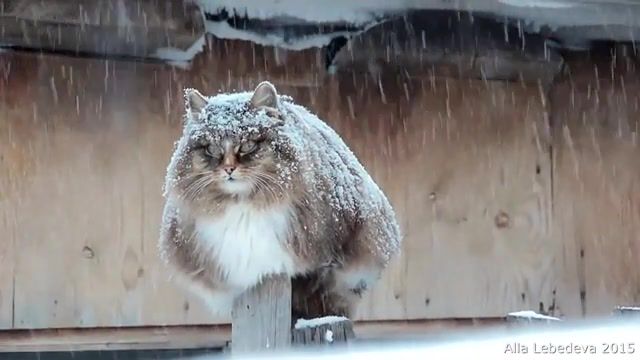 Snow, skyrim, secunda, loop, music, under the snow, snowflakes, cats, koshlyandia, snowfall, siberian cats, animal, snow, siberian, cat, animals pets.