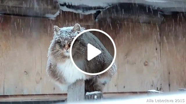 Snow, skyrim, secunda, loop, music, under the snow, snowflakes, cats, koshlyandia, snowfall, siberian cats, animal, snow, siberian, cat, animals pets. #1