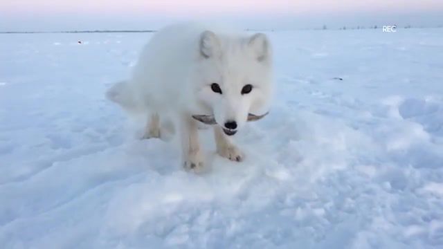 Strange dog asks for frozen treats, arctic fox, arrogant fox, cunning arctic fox, arctic fox and capelin, arctic fox and fisherman, winter fishing, fishing, scribe, ildar biktimirov.