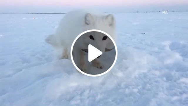 Strange dog asks for frozen treats, arctic fox, arrogant fox, cunning arctic fox, arctic fox and capelin, arctic fox and fisherman, winter fishing, fishing, scribe, ildar biktimirov. #0