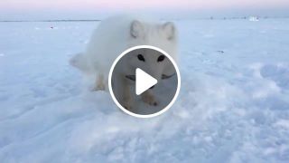 Strange dog asks for frozen treats