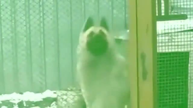 The dog that dances better than you, animals pets.