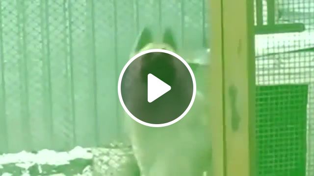 The dog that dances better than you, animals pets. #1