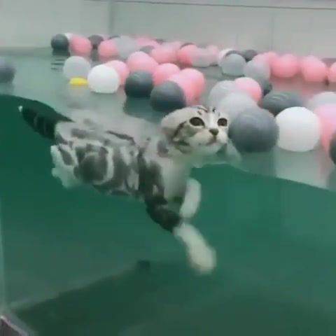 This cat can swim, cats, cat, swin, water, balls, pool, gl.
