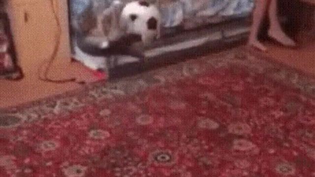 This cat is the best goalkeeper