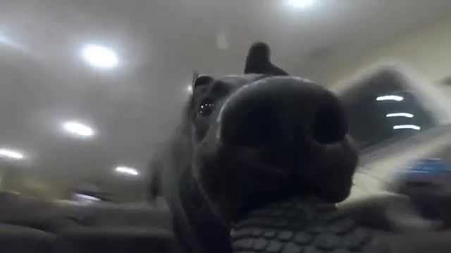 This Is What Happen When Your Dog Steal Your GoPro, Dog Domesticated Animal, Gopro, Dog Steal Gopro, Dog Steal Your Gopro, Animal, Dog Steal, Dog Alone, Uplifting Beats, Alone, Dog Steal Camera, Funny Animals, Funny Dog, Funny Dogs