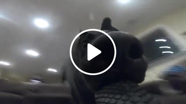 This is what happen when your dog steal your gopro, dog domesticated animal, gopro, dog steal gopro, dog steal your gopro, animal, dog steal, dog alone, uplifting beats, alone, dog steal camera, funny animals, funny dog, funny dogs. #0