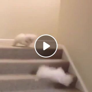 Two Cute Puppy fighting at stairs