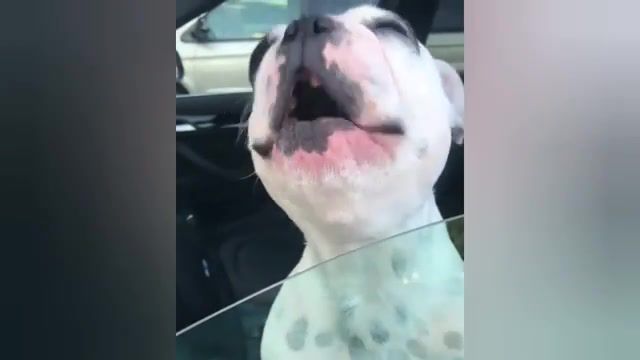 Walter Geoffrey the Frenchie - Video & GIFs | dog,sing,singer,opera,hilarious,sounds,sound,funny,exactly,hilarious dog,opera singer,hilarious dog sounds exactly,like an opera singer,animals pets