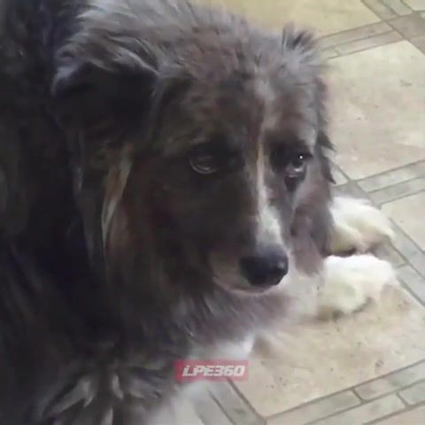 Blink once if you're Hitler - Video & GIFs | meme,lmao,funny,lol,doggo,animals pets