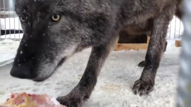Canadian Wolf Eating Meat, Wolf, Animals, Wild Animals, Carnivores, Black Canadian Wolf, Canadian Wolf, Animals Pets